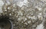 Polished Ammonite (Choffaticeras?) - Goulmima, Morocco #27367-4